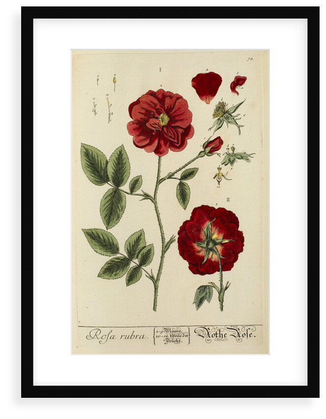 'Rosa rubra' by Elizabeth Blackwell