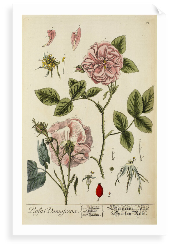 'Rosa damascena' by Elizabeth Blackwell