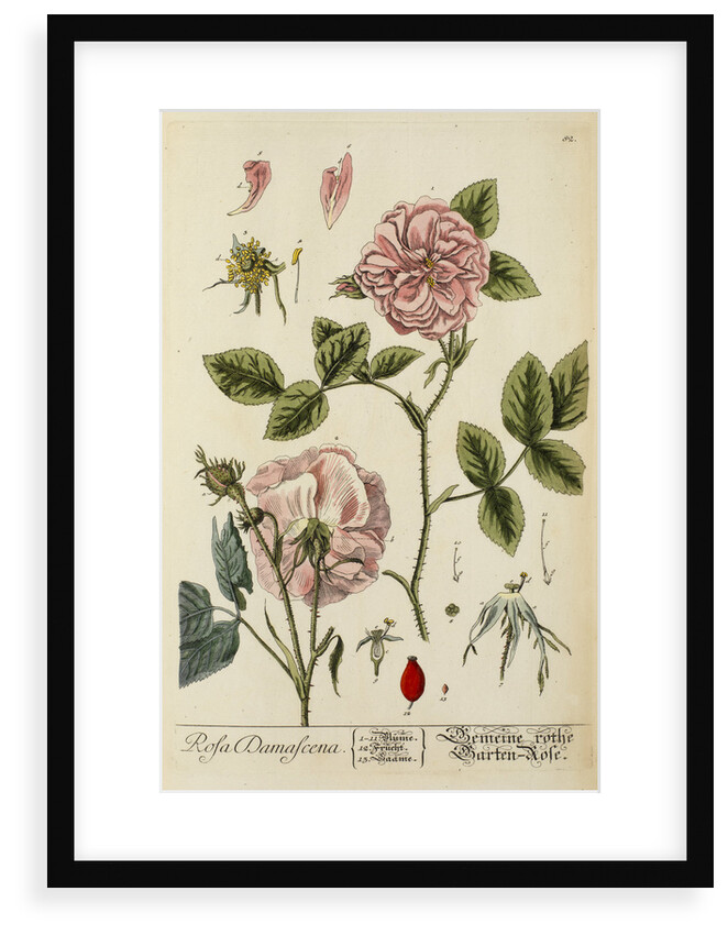 'Rosa damascena' by Elizabeth Blackwell