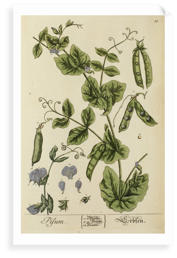 'Pisum' by Elizabeth Blackwell