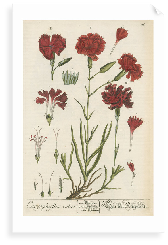 'Caryophyllus ruber' by Elizabeth Blackwell