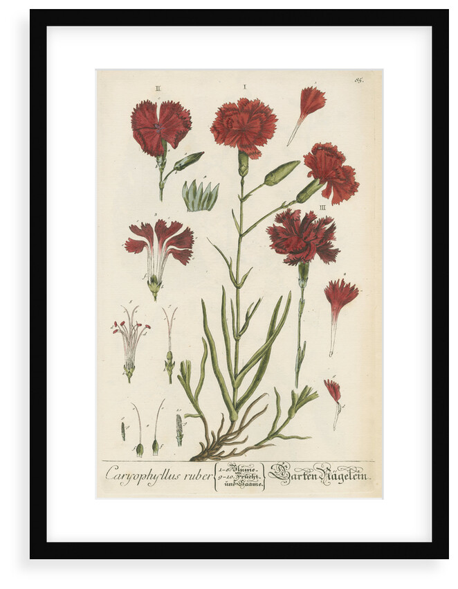 'Caryophyllus ruber' by Elizabeth Blackwell