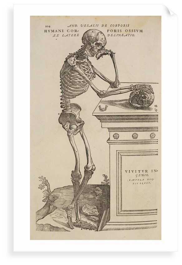 'Humani corporis ossium ex latere delineatio' by Studio of Titian