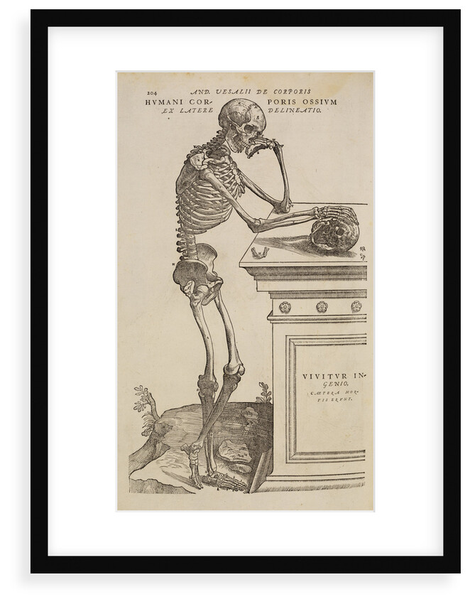 'Humani corporis ossium ex latere delineatio' by Studio of Titian