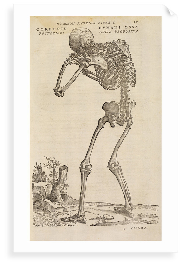 'Corporis humani ossa, posteriori facie proposita' by Studio of Titian