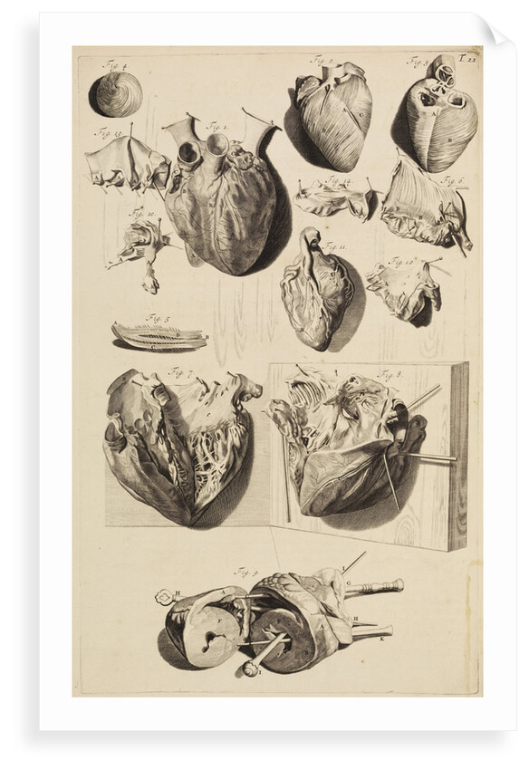 The human heart by Gerard de Lairesse