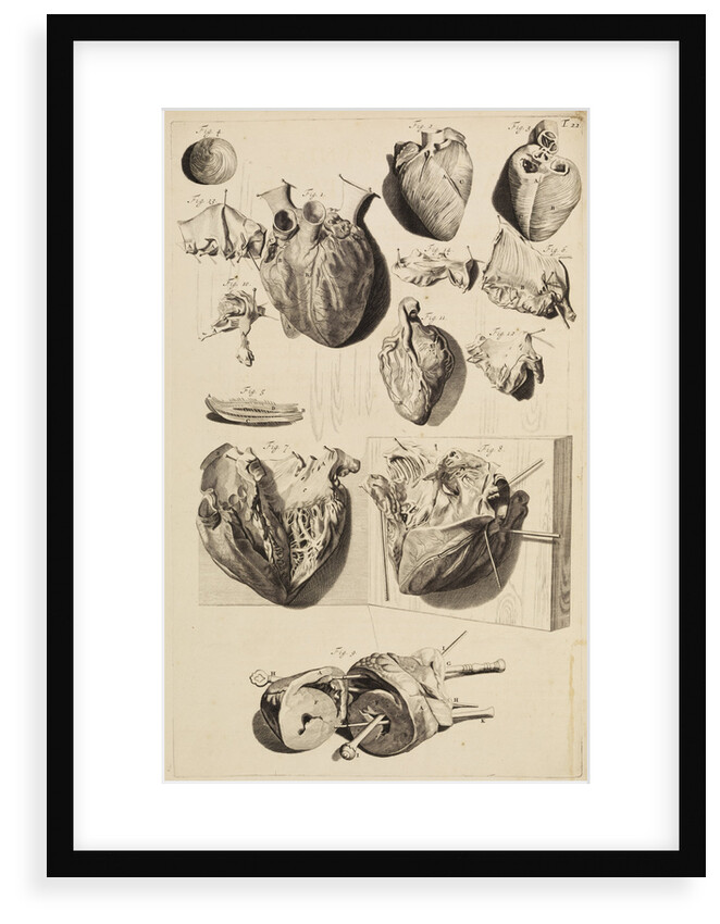 The human heart by Gerard de Lairesse