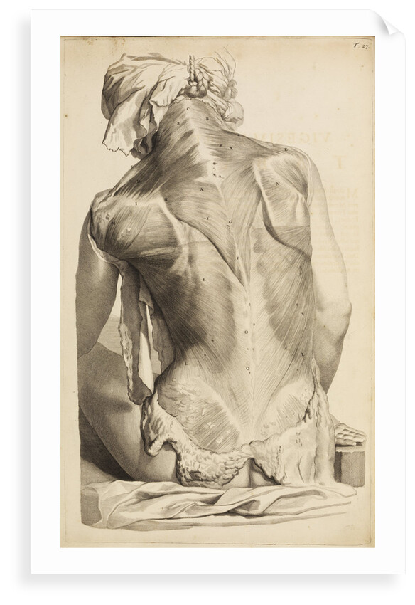 Back muscles by Gerard de Lairesse
