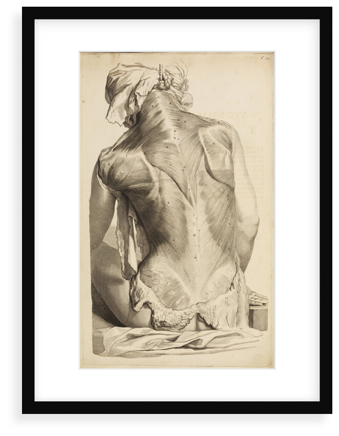 Back muscles by Gerard de Lairesse