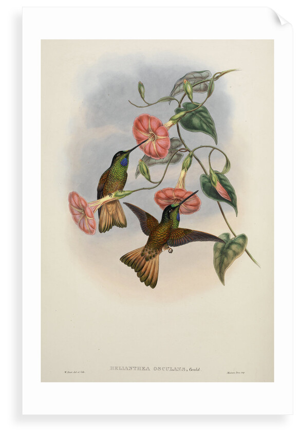 'Helianthea osculans' by William Matthew Hart