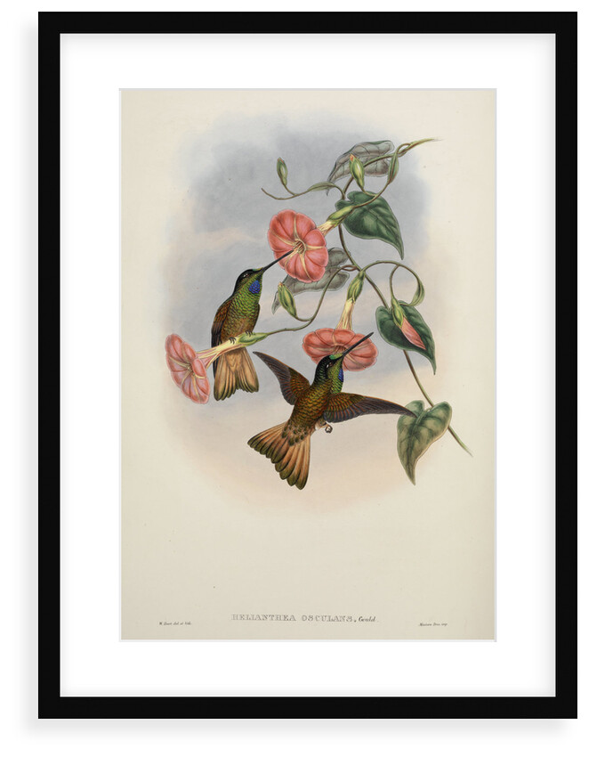 'Helianthea osculans' by William Matthew Hart