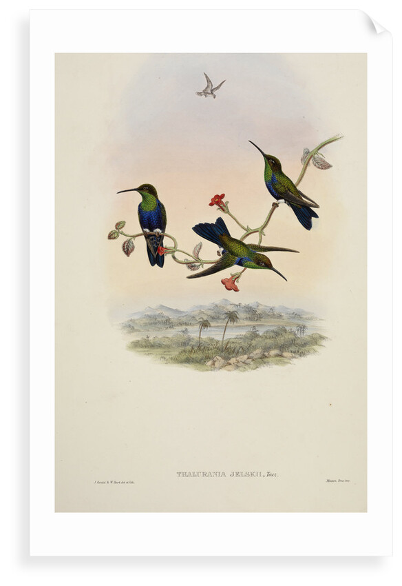 'Thalurania jelskii' by William Matthew Hart