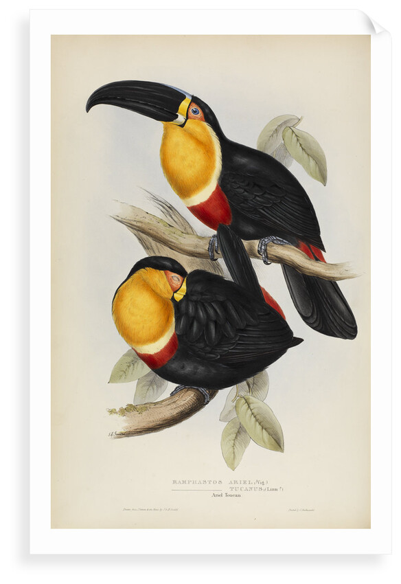 'Ramphastos ariel' by Elizabeth Gould
