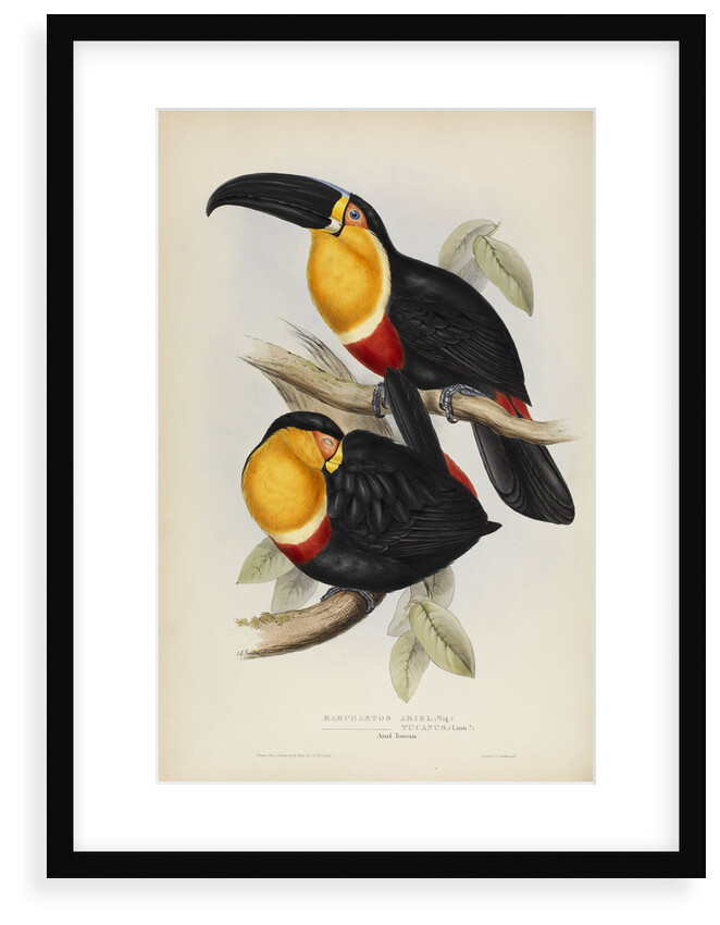 'Ramphastos ariel' by Elizabeth Gould