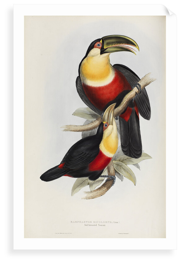 'Ramphastos dicolorus' by Elizabeth Gould