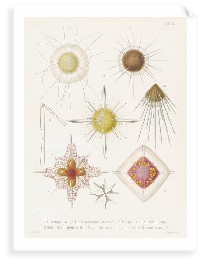 Various classes of radiolarian by W Wagenschieber