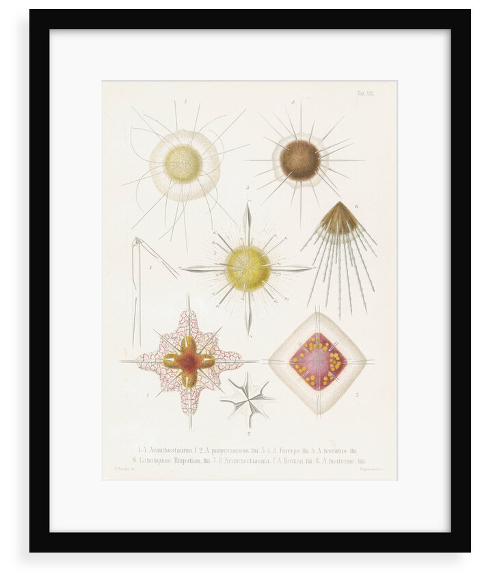 Various classes of radiolarian by W Wagenschieber