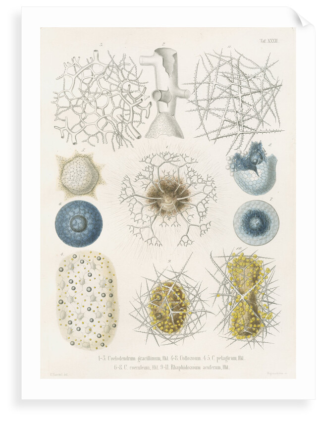 Various classes of radiolarian by W Wagenschieber