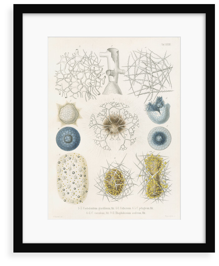 Various classes of radiolarian by W Wagenschieber