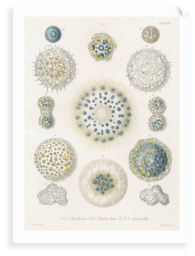 Various classes of radiolarian by W Wagenschieber