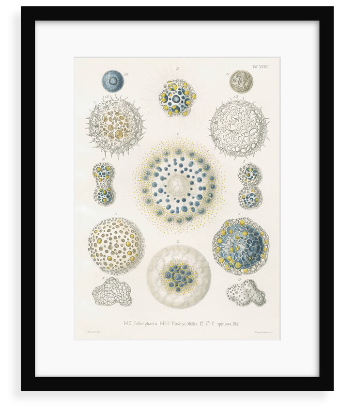 Various classes of radiolarian by W Wagenschieber