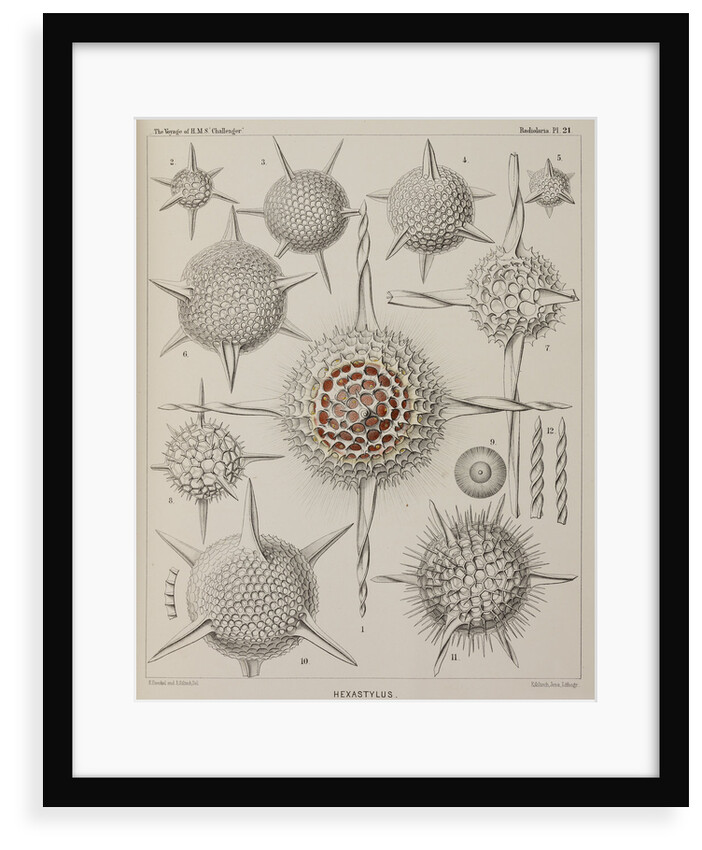 'Hexastylus' by E Giltsch