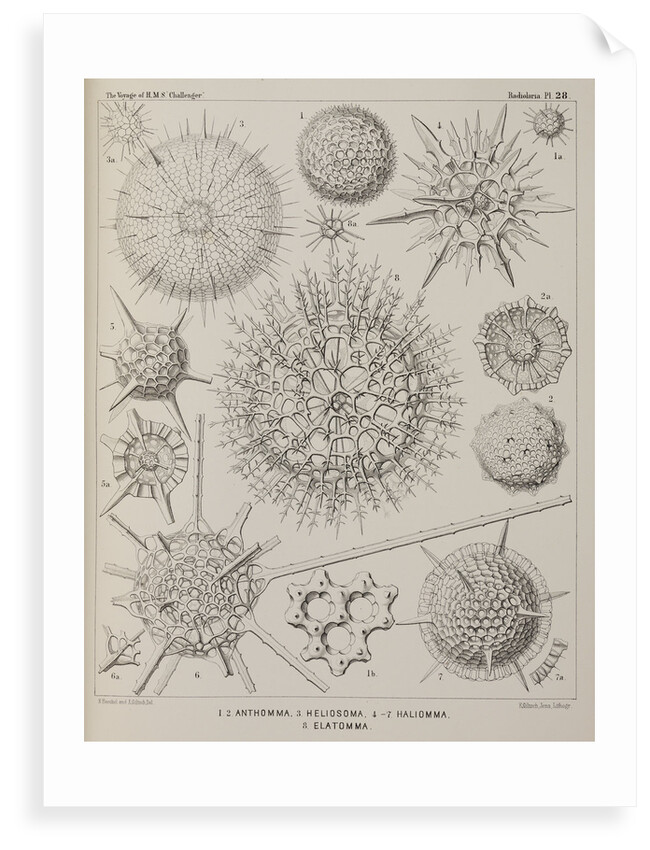 Various classes of radiolarian by E Giltsch