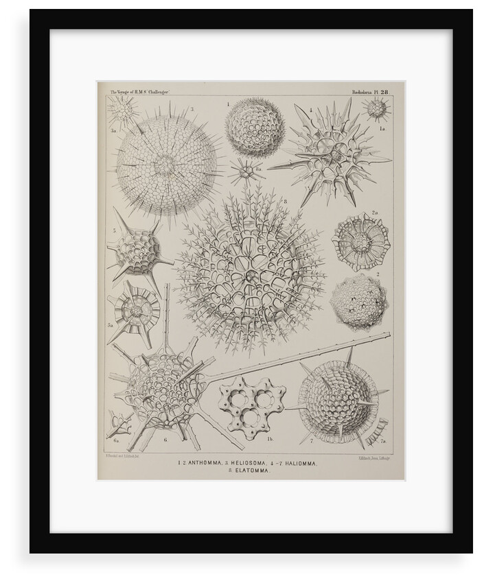 Various classes of radiolarian by E Giltsch