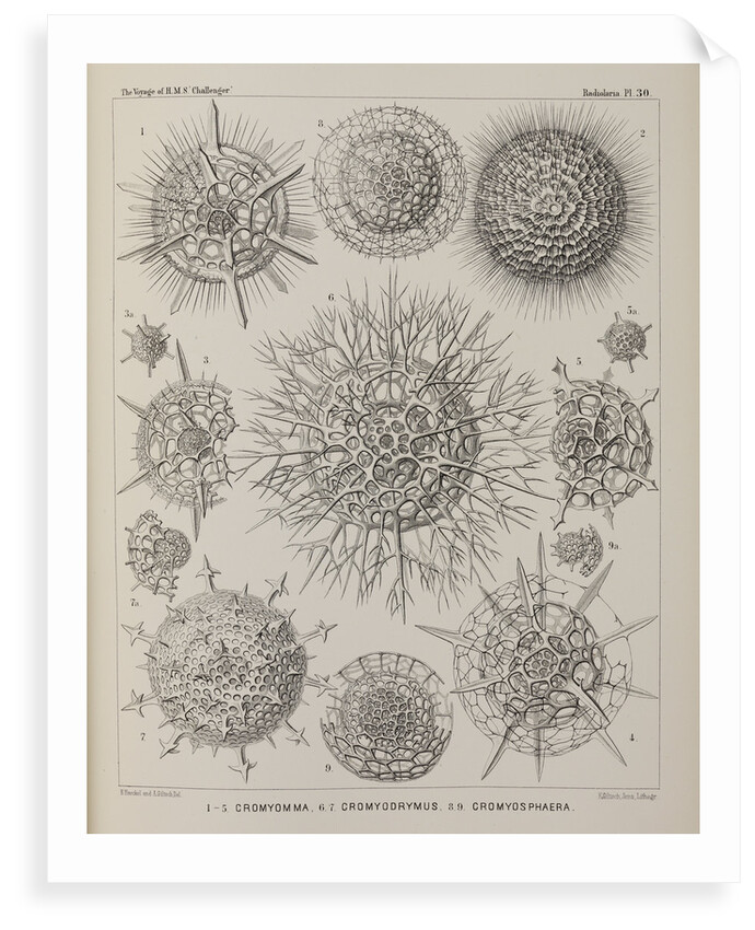 Various classes of radiolarian by E Giltsch