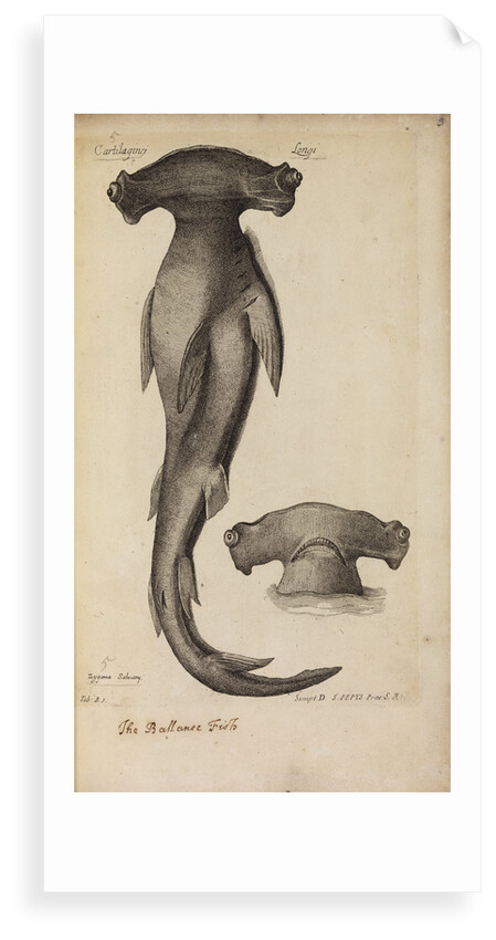 'Cartilaginei Longi' by Anonymous