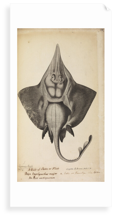 'Laviraia Salv.' by Anonymous