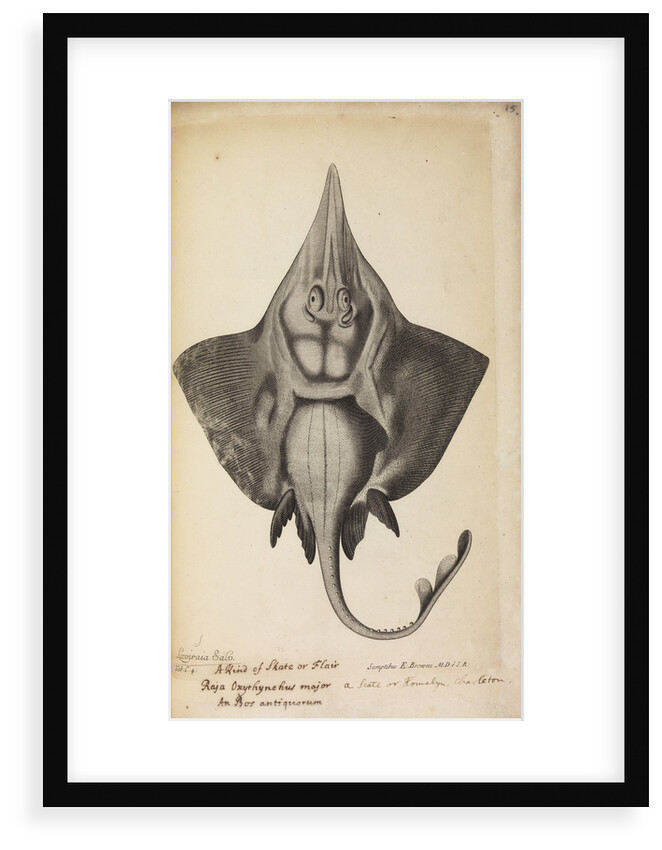 'Laviraia Salv.' by Anonymous