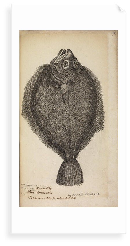 '...a Turbutt' by Anonymous