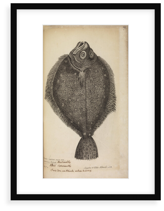 '...a Turbutt' by Anonymous