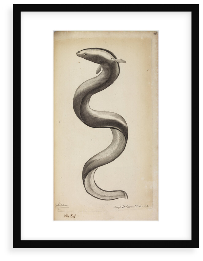 'Anguilla Salviani' by Anonymous