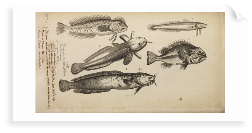 Study of five fish by Anonymous