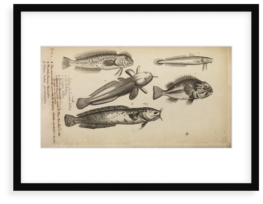 Study of five fish by Anonymous
