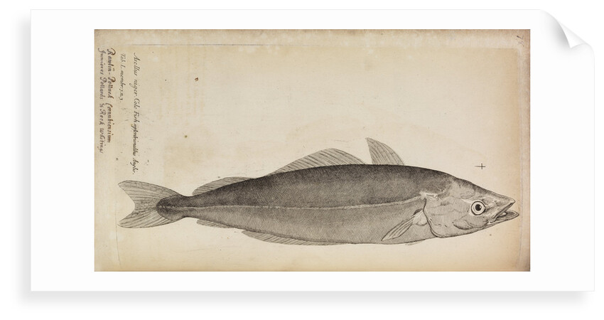 'Asellus niger' by Anonymous