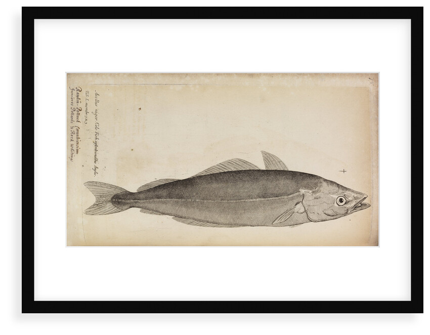'Asellus niger' by Anonymous