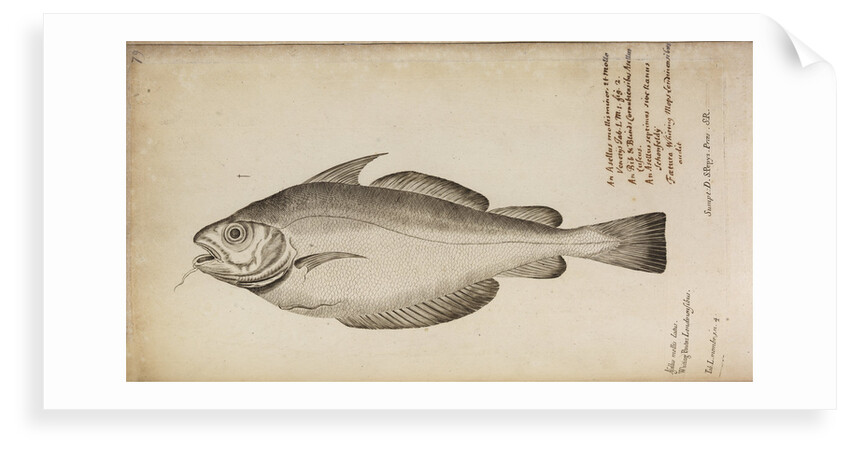 'Asellus mollis latus' by Anonymous