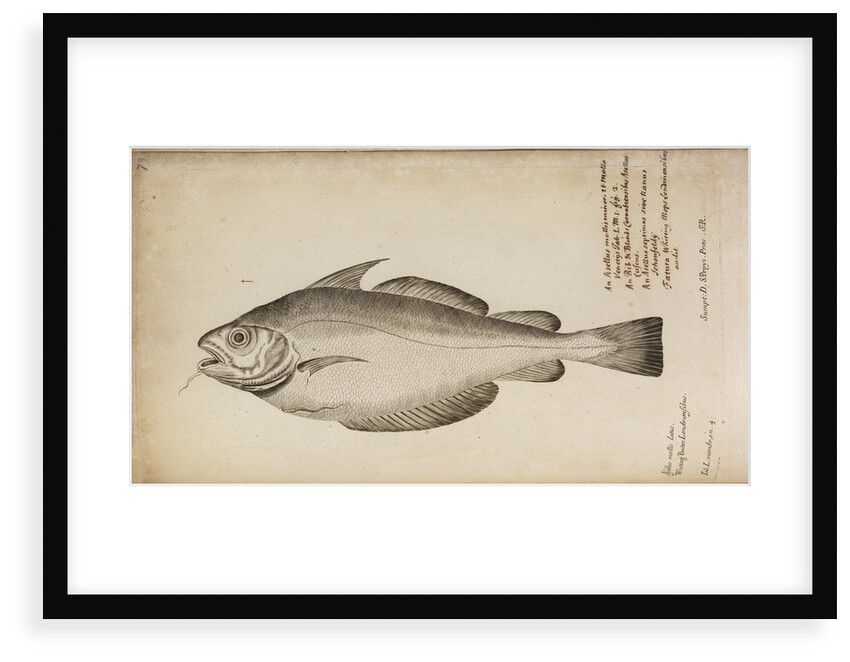 'Asellus mollis latus' by Anonymous