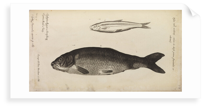 '..a Greyling' and 'carp' by Anonymous