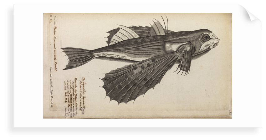 'Milvus Salv.' by Anonymous