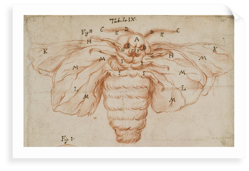A silk moth by Marcello Malpighi