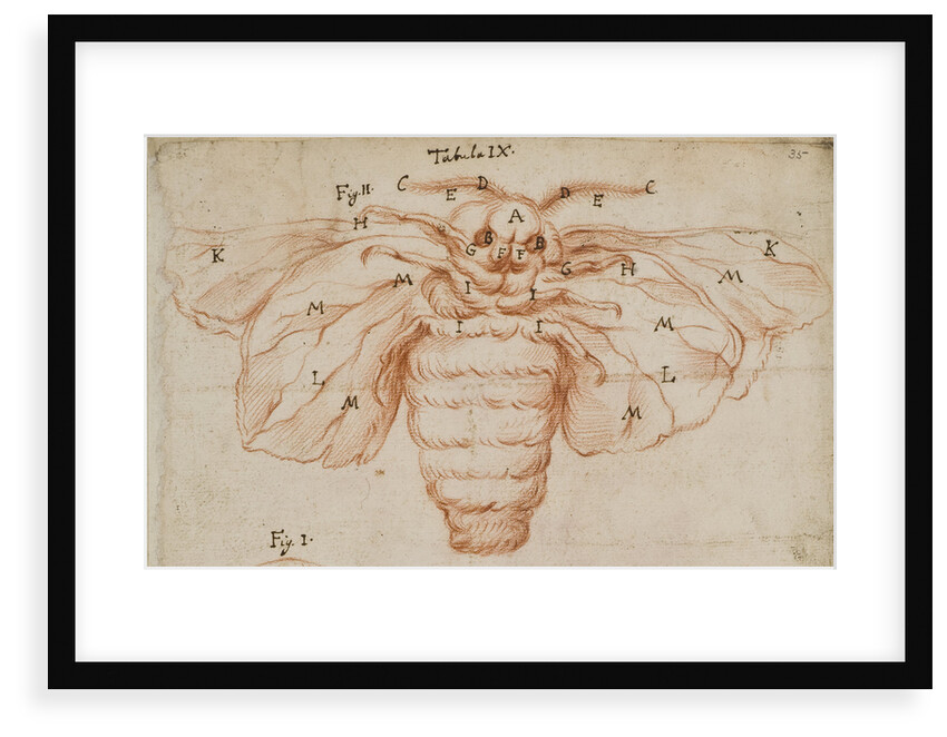 A silk moth by Marcello Malpighi