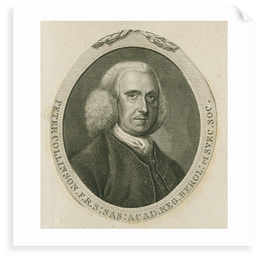 Portrait of Peter Collinson (1694-1768) by Anonymous