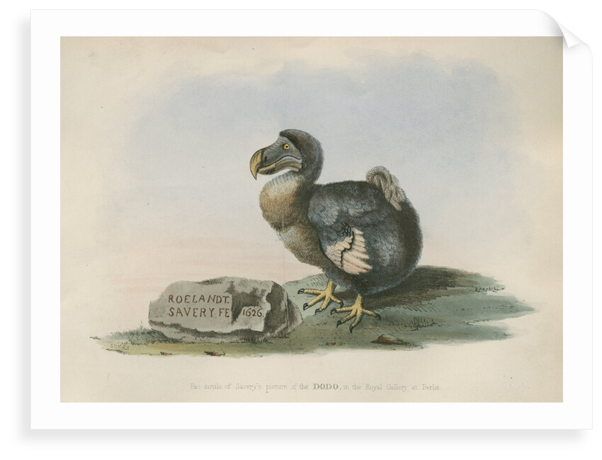 The Dodo by Anonymous