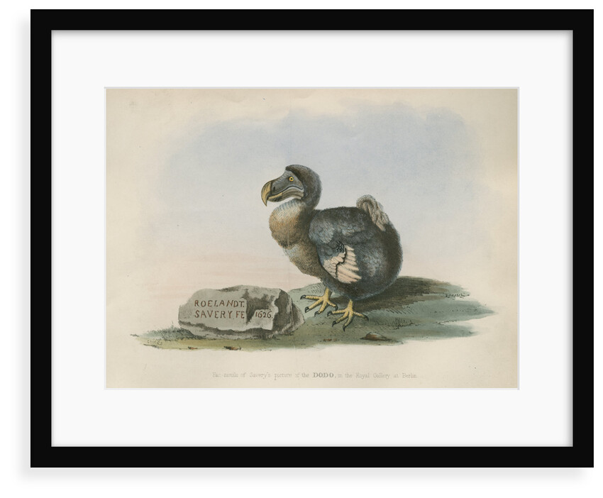 The Dodo by Anonymous