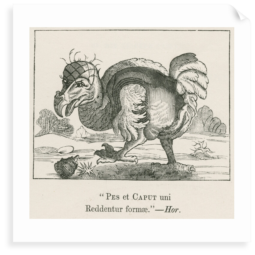 Figure of the Dodo by Anonymous