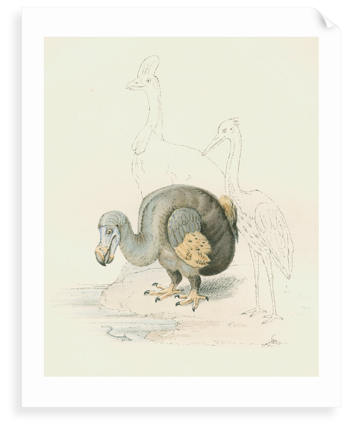 Dodo, with Cassowary and Heron [?] by Anonymous